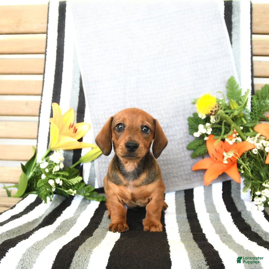Miniature Dachshund dogs for sale: Patrick - Image 2