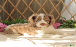 Cocker Spaniel dogs for sale: Maverick - Image 1