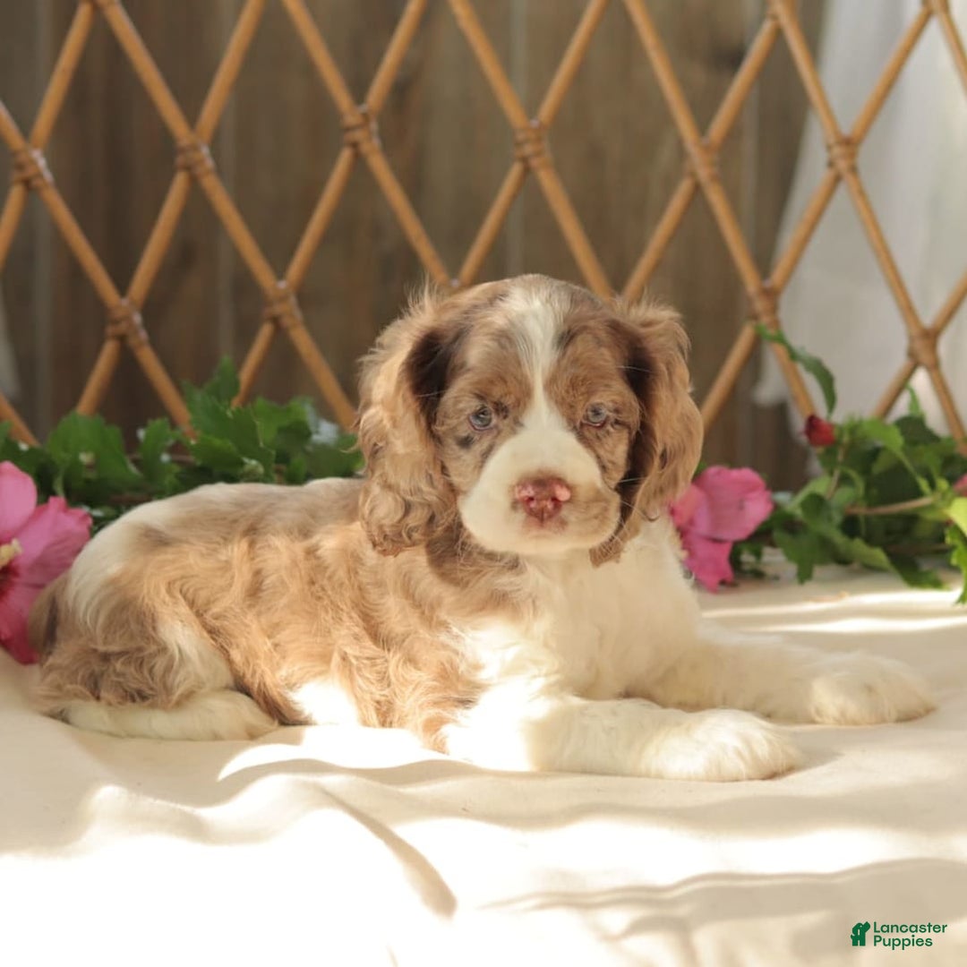 Cocker Spaniel dogs for sale: Maverick - Image 1