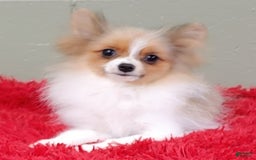 Pomeranian dogs for sale: Clark - Image 12