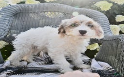 Cavapoo dogs for sale: Maggie - Image 8