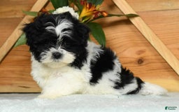 Teddy Bear dogs for sale: Scarlett - Image 8