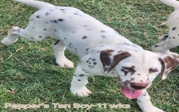 Dalmatian dogs for sale: Peppers Tan Boy - Image 7