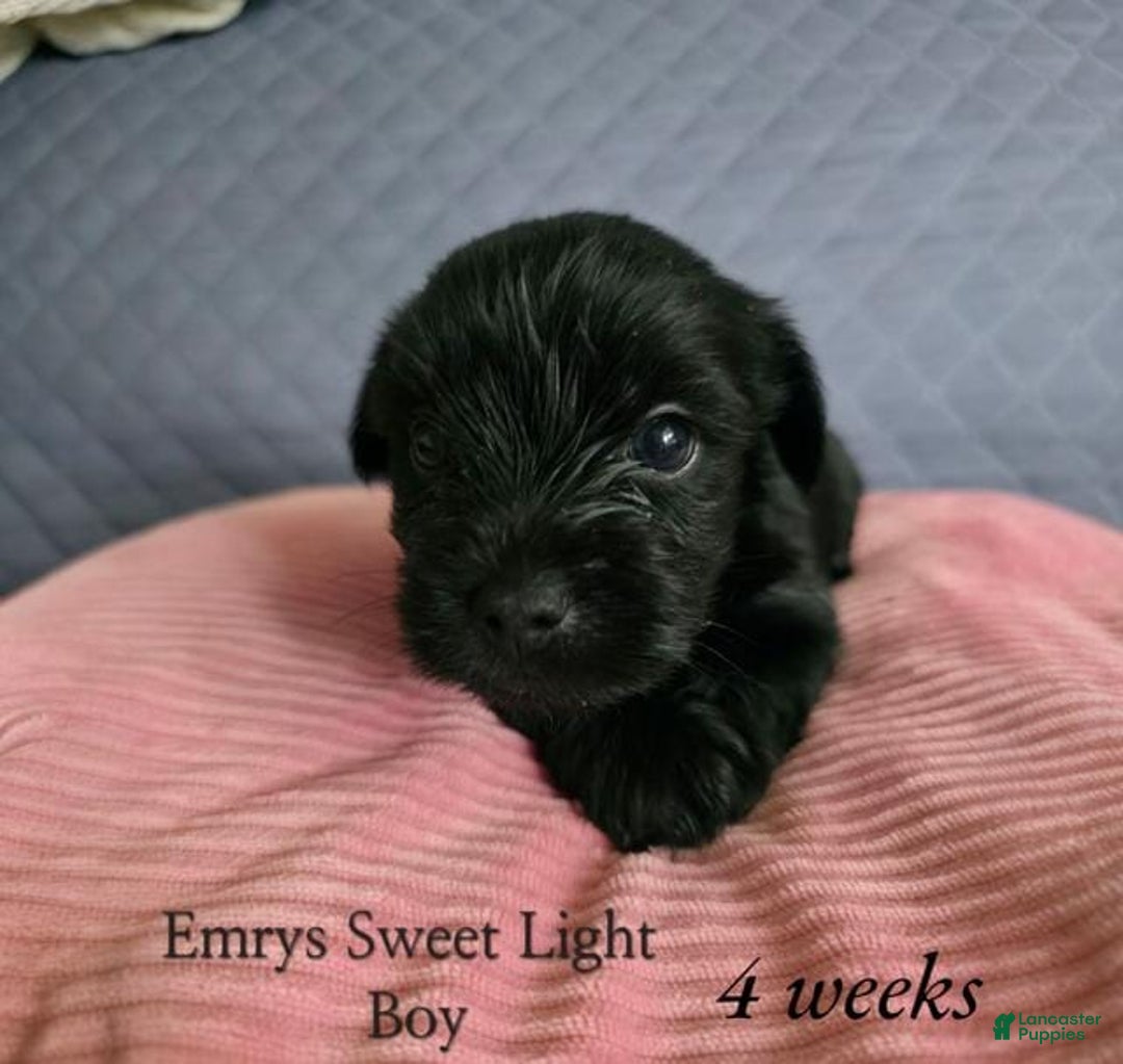 Yorkshire Terrier dogs for sale: Emrys - Image 1