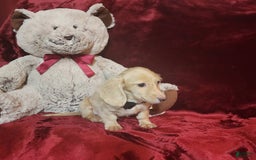 Miniature Dachshund dogs for sale: Butterbean - Image 19