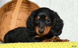 Miniature Dachshund dogs for sale: Sadie - Image 9