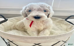 Labradoodle dogs for sale: Vivi - Image 3