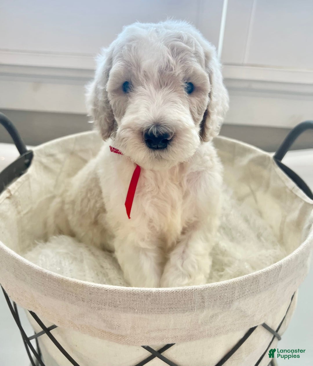 Labradoodle dogs for sale: Vivi - Image 3