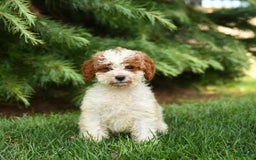 Mini Goldendoodle dogs for sale: Ginger - Image 3
