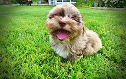 Havapoo dogs for sale: Darling - Image 16