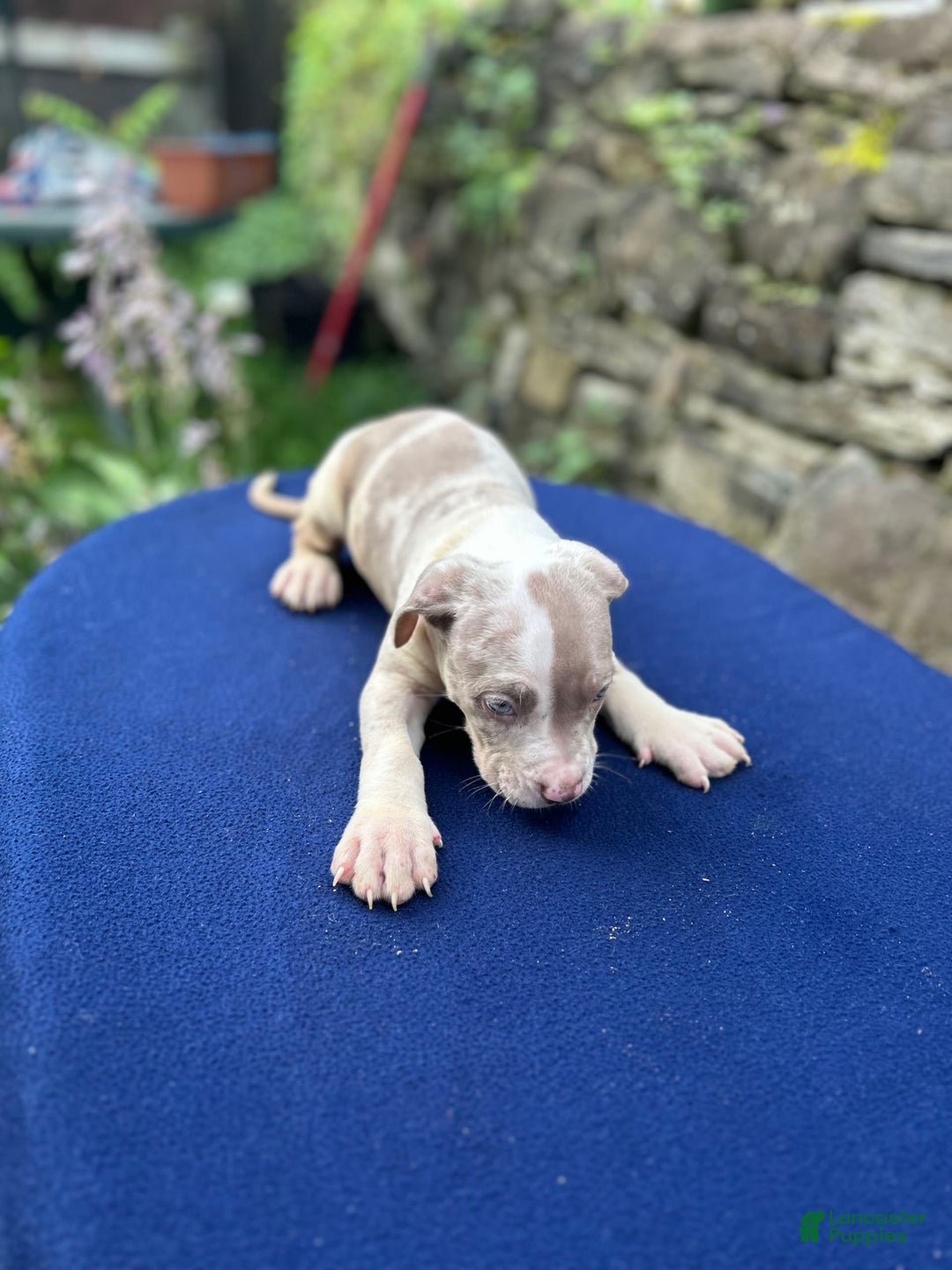 American Bully dogs for sale: Hot Head / Deja Vu - Image 3