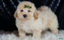 Mini Goldendoodle dogs for sale: Buggy - Image 4