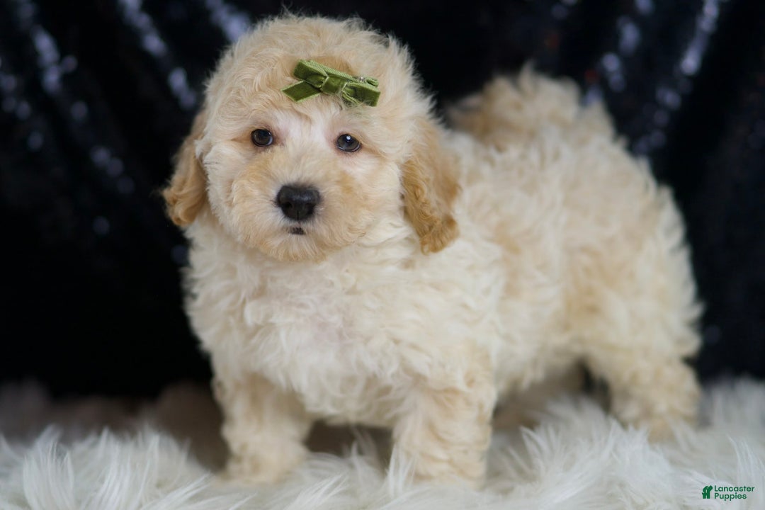 Mini Goldendoodle dogs for sale: Buggy - Image 4