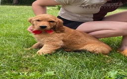 Golden Retriever dogs for sale: Gunther - Image 29