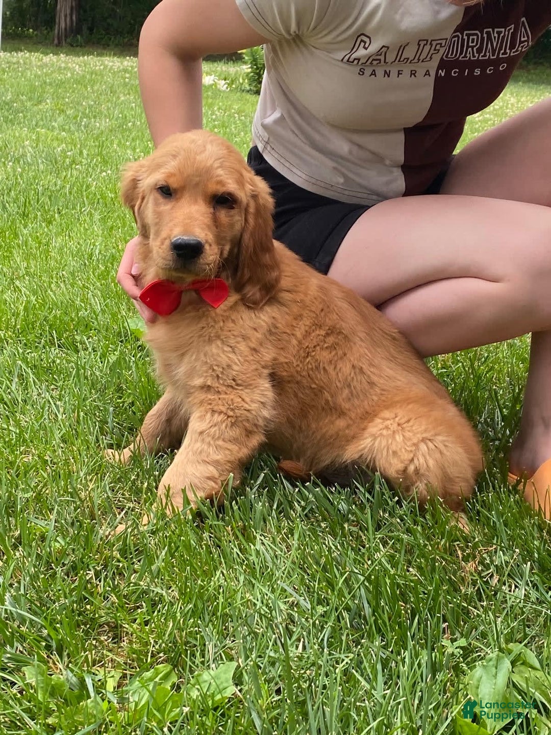 Golden Retriever dogs for sale: Gunther - Image 29