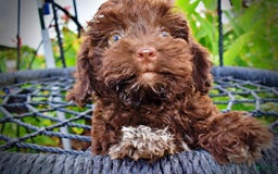 Havapoo dogs for sale: Boomer - Image 10
