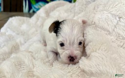 Yorkshire Terrier dogs for sale: Jasper - Image 4