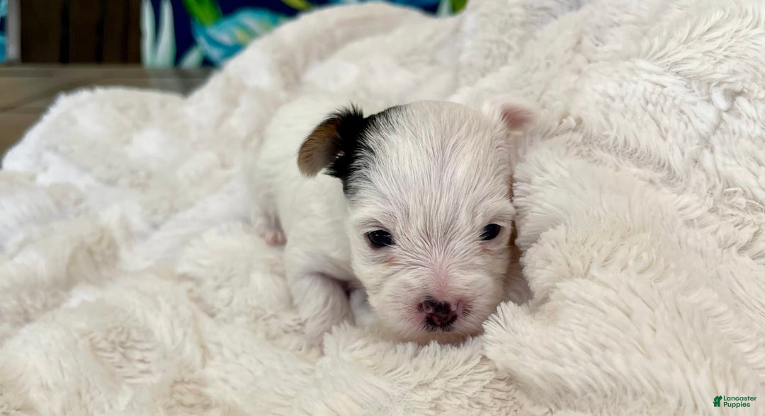Yorkshire Terrier dogs for sale: Jasper - Image 4