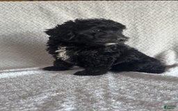 Mini Aussiedoodle dogs for sale: Hugo - Image 4