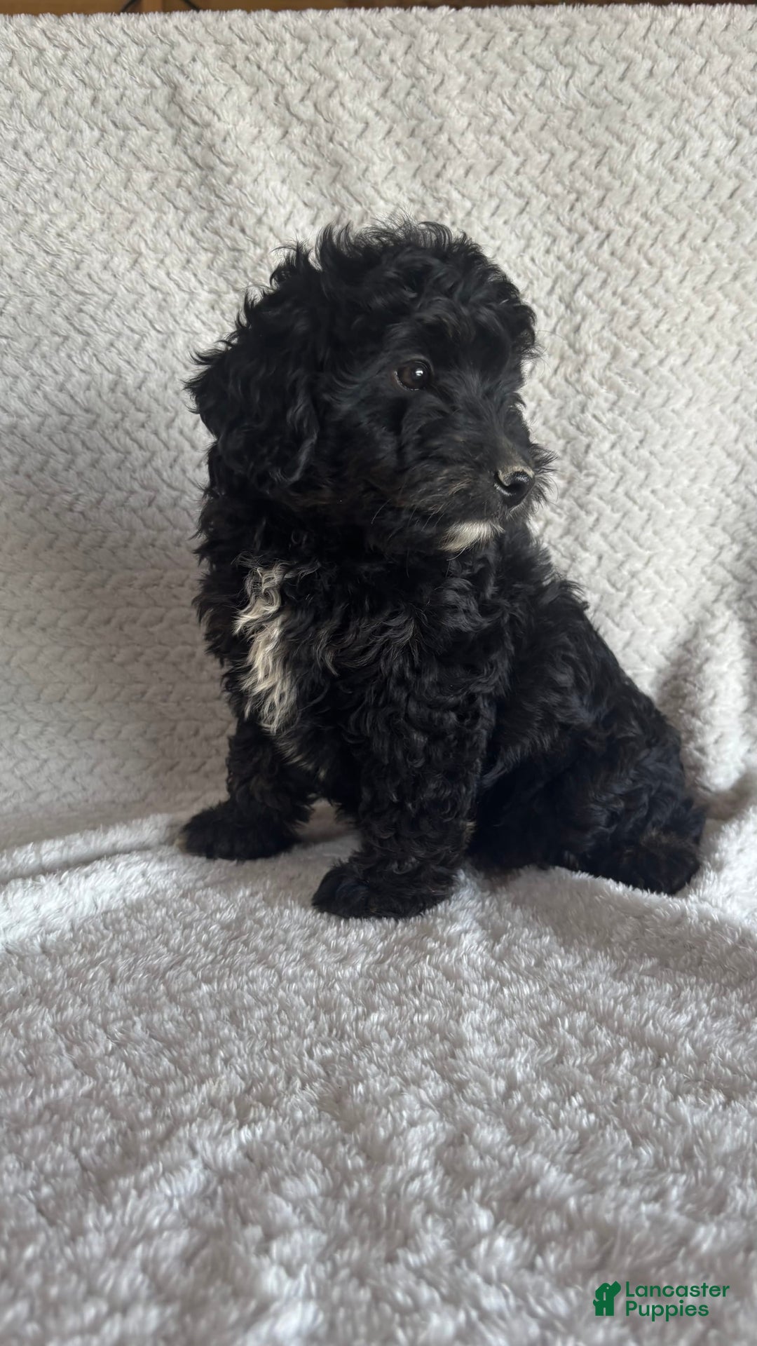 Mini Aussiedoodle dogs for sale: Hugo - Image 4