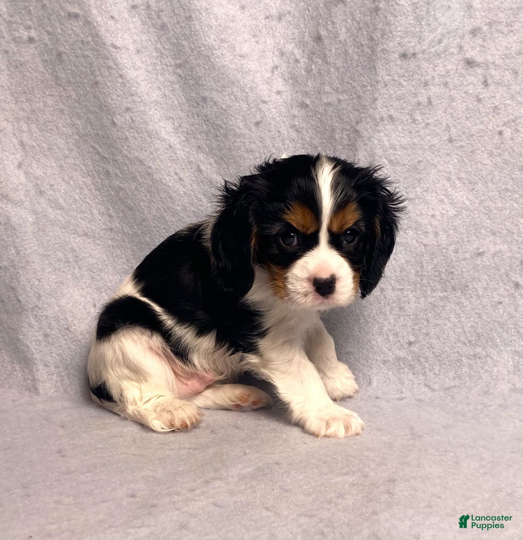 Cavalier King Charles Spaniel dogs for sale: Bear - Image 9