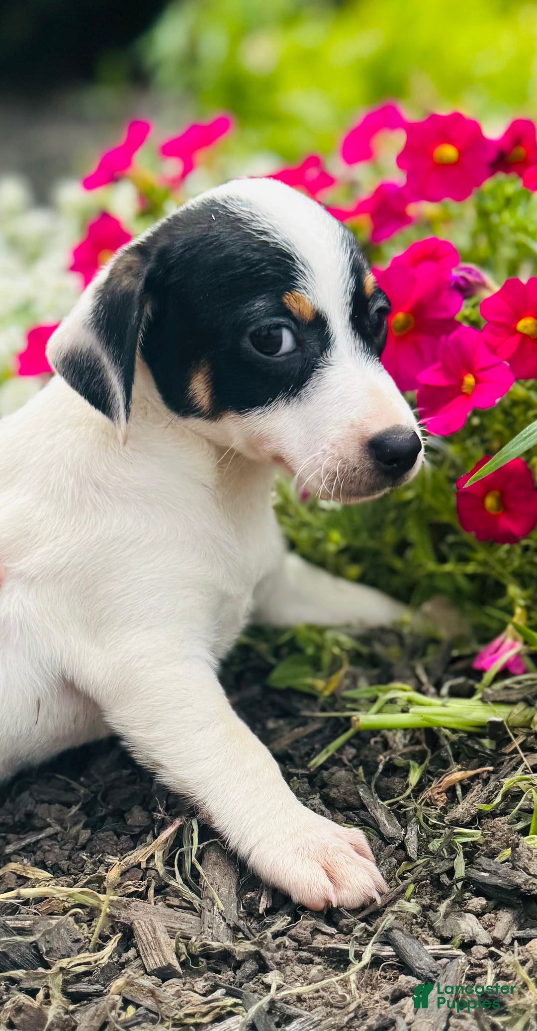 Jack Russell Terrier dogs for sale: Lacey - Image 3