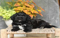 Shihpoo dogs for sale: Caleb - Image 5