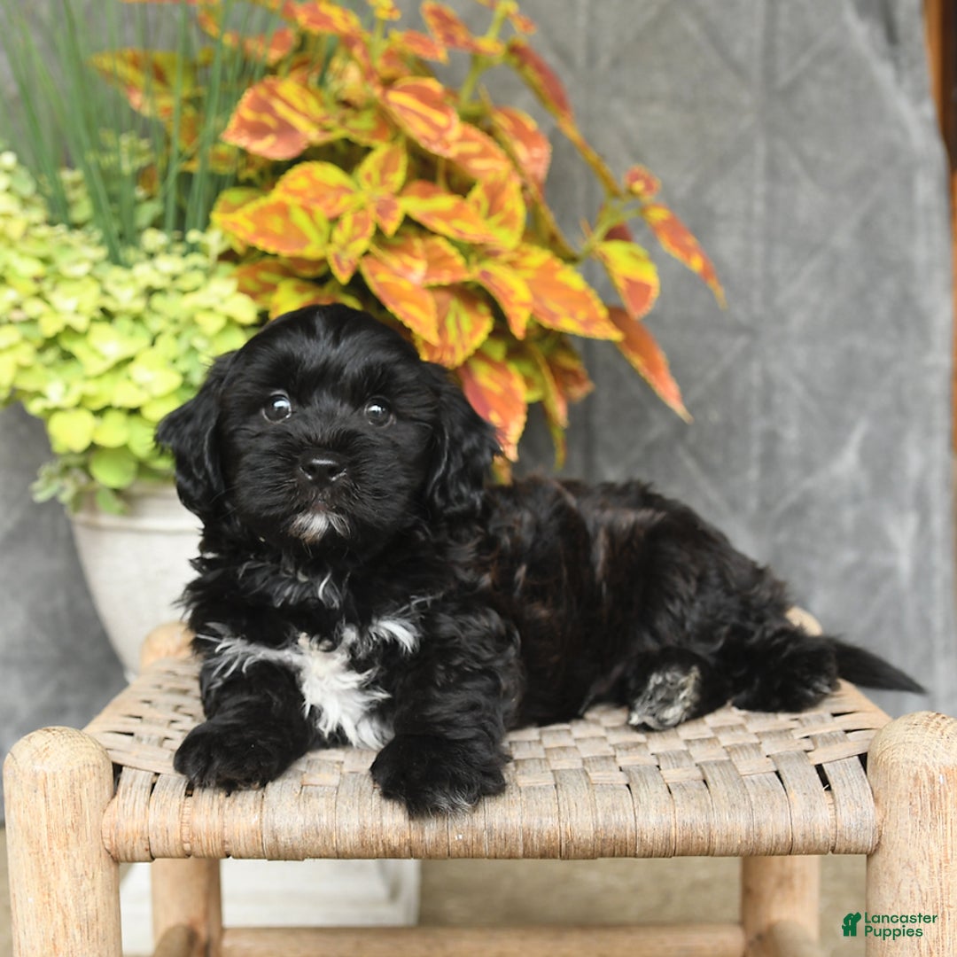 Shihpoo dogs for sale: Caleb - Image 5