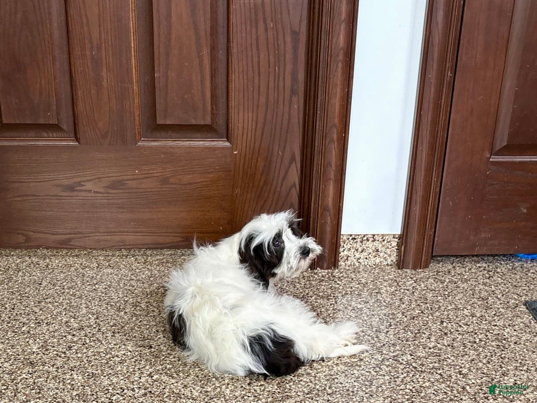 Havanese dogs for sale: Katie - Image 7