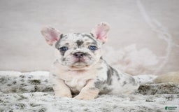 French Bulldog dogs for sale: French Bulldog 6 puppies - Image 1