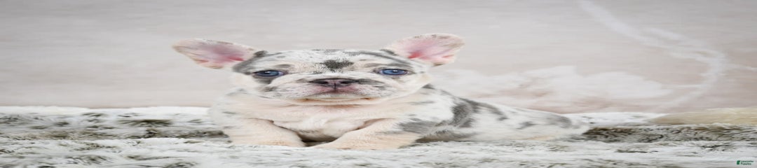 Maggie
