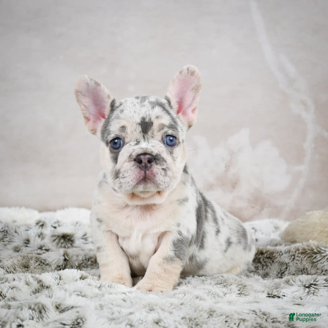 French Bulldog dogs for sale: French Bulldog 6 puppies - Image 1