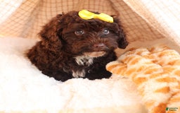 Cockapoo dogs for sale: Bess - Image 10