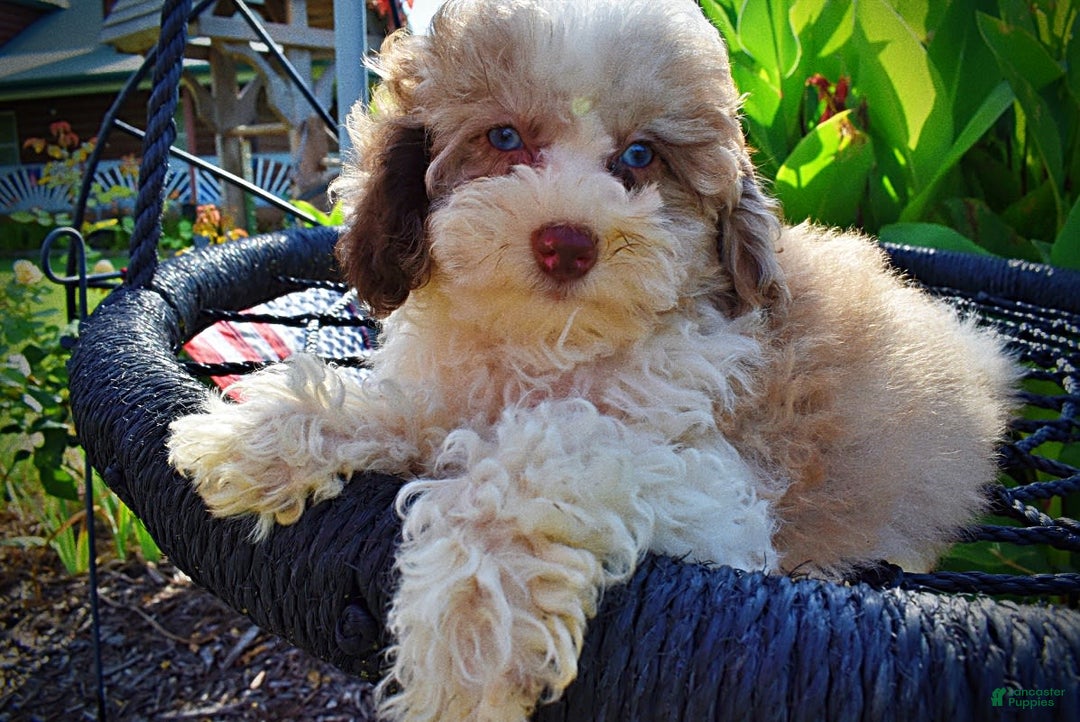 Havapoo dogs for sale: Gabby - Image 10