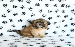 Shih Tzu dogs for sale: Freddie - Image 10