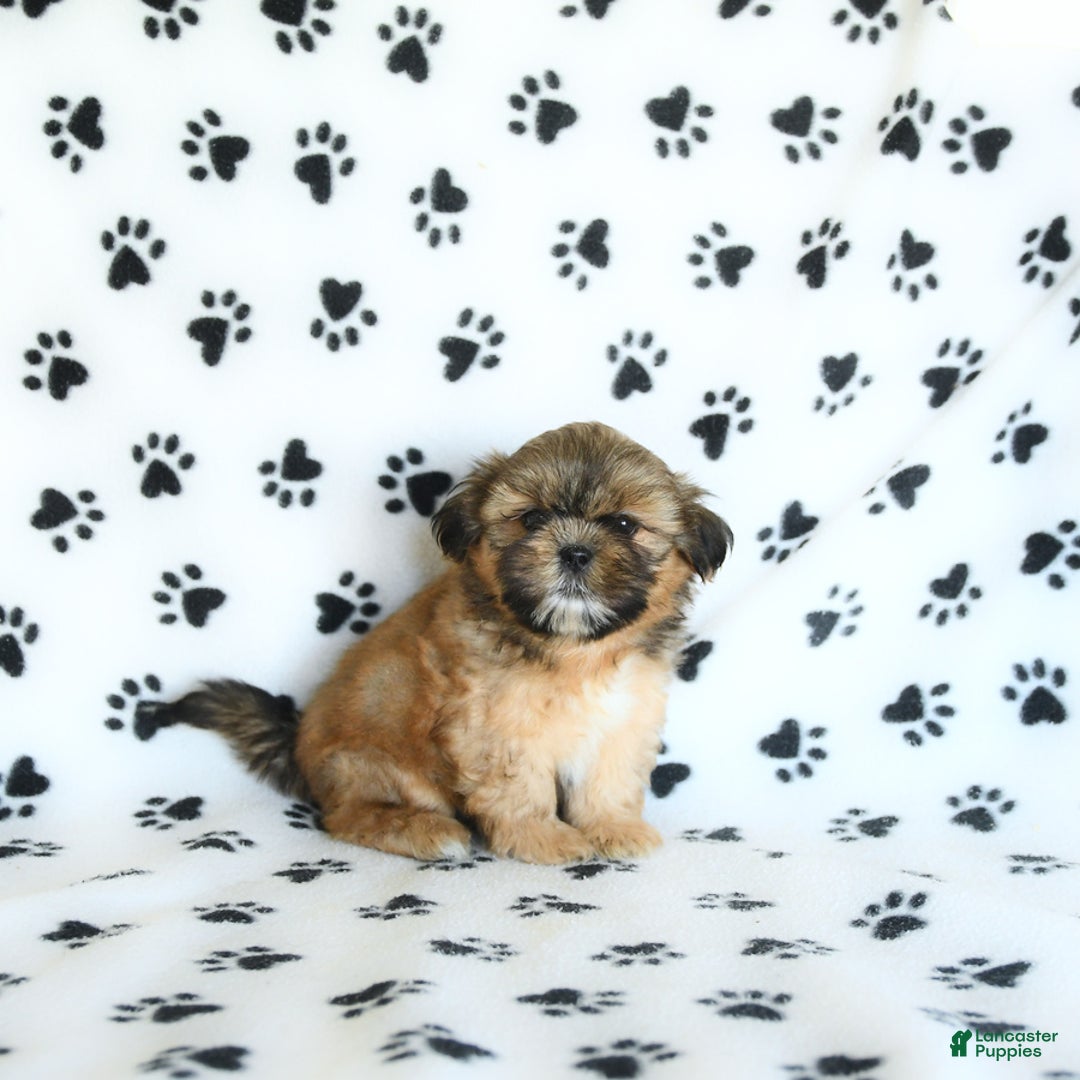 Shih Tzu dogs for sale: Freddie - Image 10