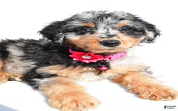 Mini Aussiedoodle dogs for sale: Ellia - Image 7