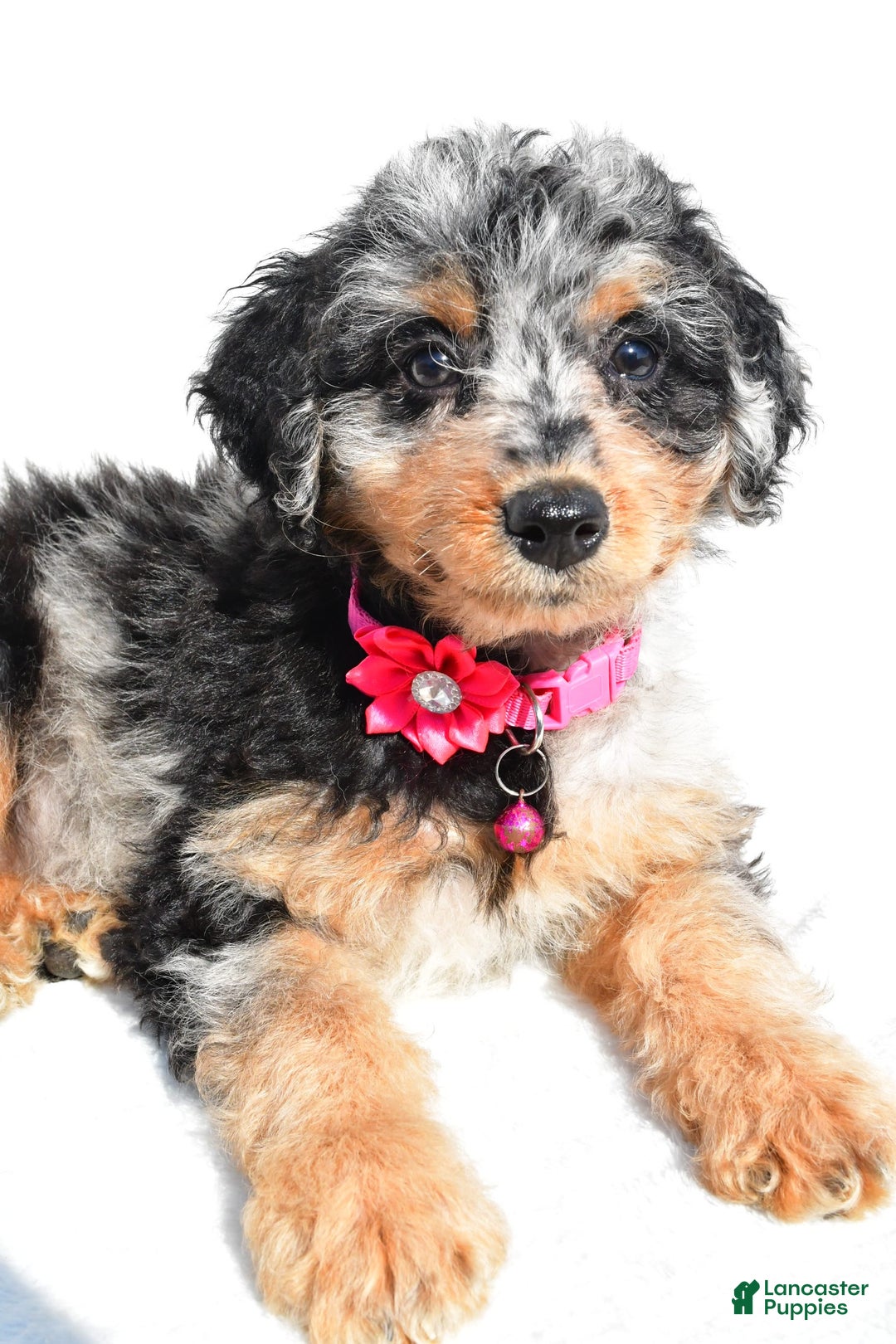 Mini Aussiedoodle dogs for sale: Ellia - Image 7