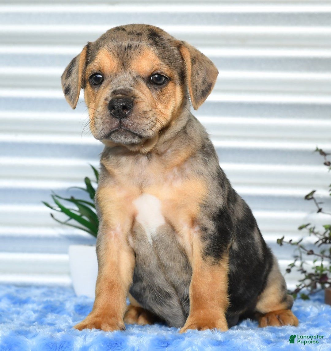 Beabull dogs for sale: Kate - Image 5