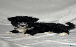Yochon dogs for sale: Zoey - Image 6