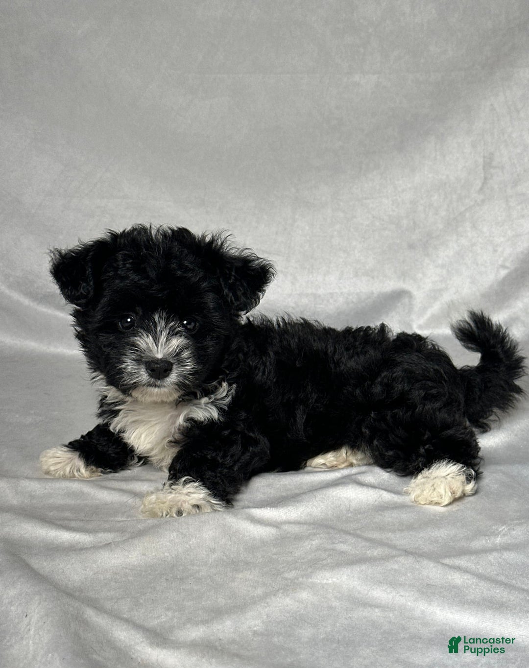 Yochon dogs for sale: Zoey - Image 6