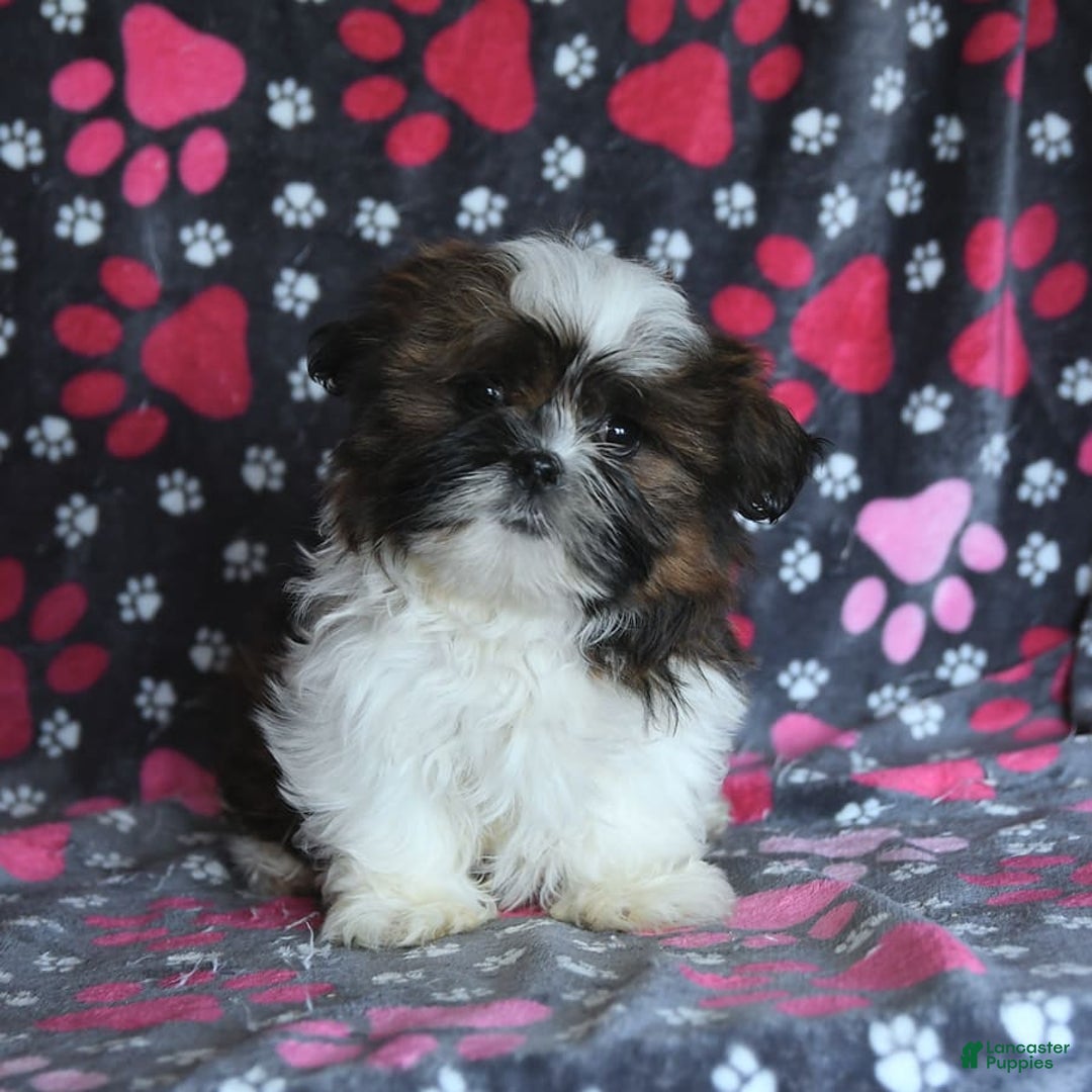 Shih Tzu dogs for sale: Everest - Image 11