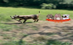 American Bully dogs for sale: American Bully Tri Xl - Image 15