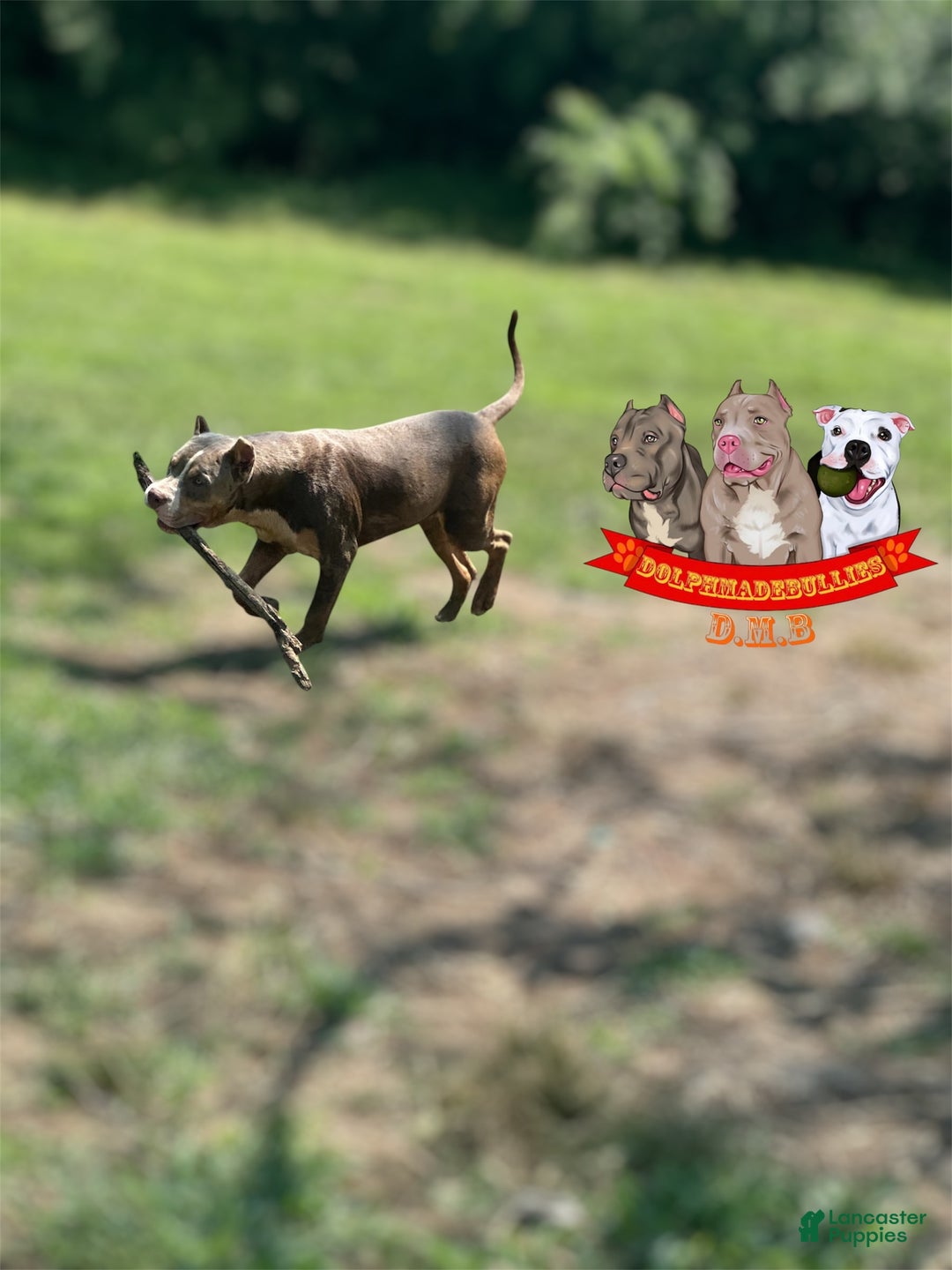 American Bully dogs for sale: American Bully Tri Xl - Image 15