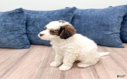 Mini Bernedoodle dogs for sale: Amelia - Image 11