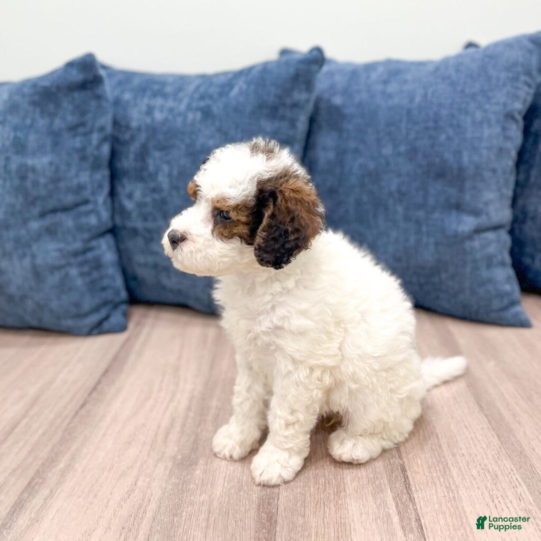 Mini Bernedoodle dogs for sale: Amelia - Image 11