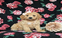 Cockapoo dogs for sale: Celeste Hypoallergenic - Image 2