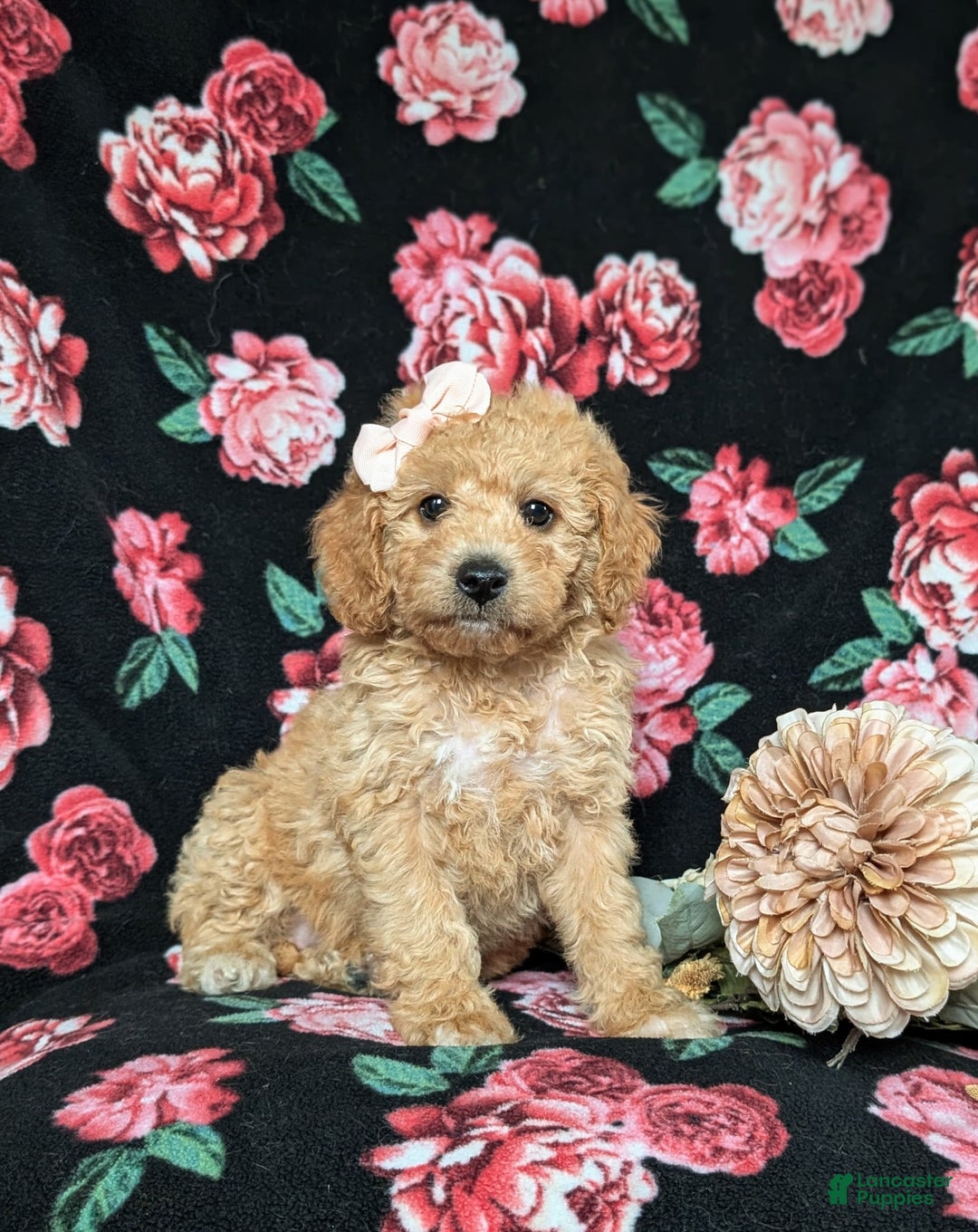 Cockapoo dogs for sale: Celeste Hypoallergenic - Image 2