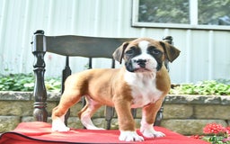 Boxer dogs for sale: Feliz - Image 1