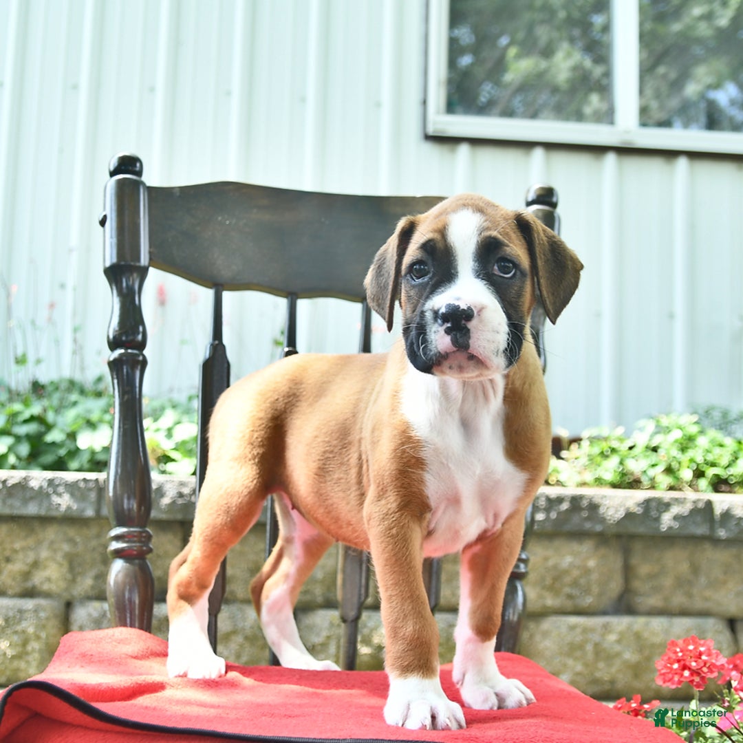 Boxer dogs for sale: Feliz - Image 1
